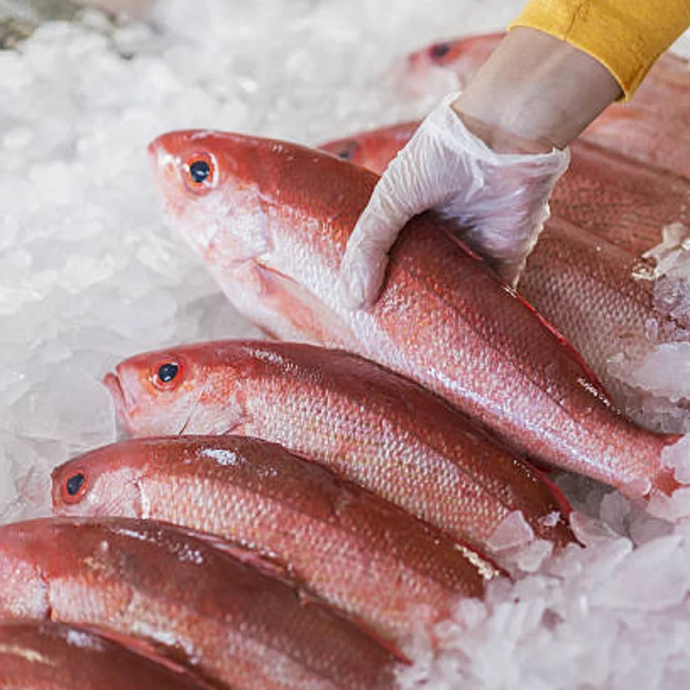Премиум-продукт для рыбы, замороженная красная ловушка, Индонезия, отличное качество, экспорт из Японии