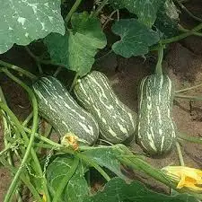 Недорогие экспортные тыквы/жасмин + 84 896679047