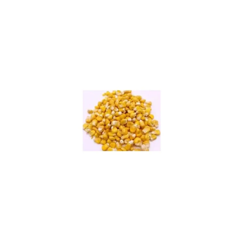 Fresh CORN High Quality Ready to Ship