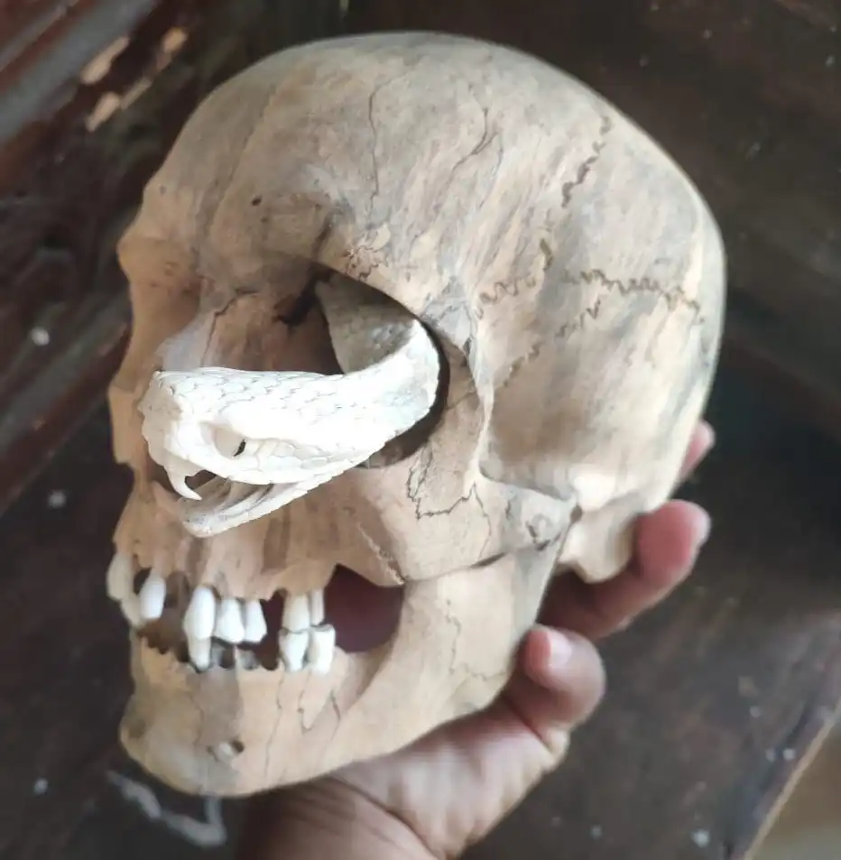 Wood Carving Skulls Antique Bamboo 100% Handmade Carving Art & Collectible Folk Art USA Teak ID;10127097 Figurine Budivis SKULL2