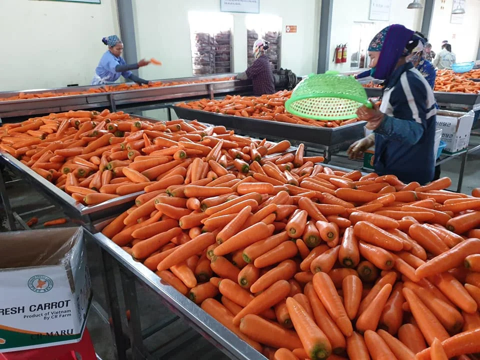 Большой поставщик новейшего урожая высококачественной замороженной органической моркови свежей по лучшей цене + 84-902803631