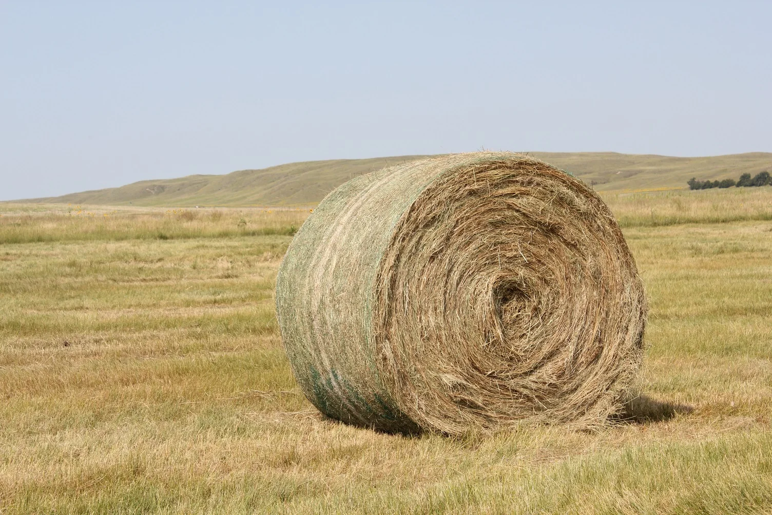 Best Quality Wholesale Alfalfa hay For Sale In Cheap Price