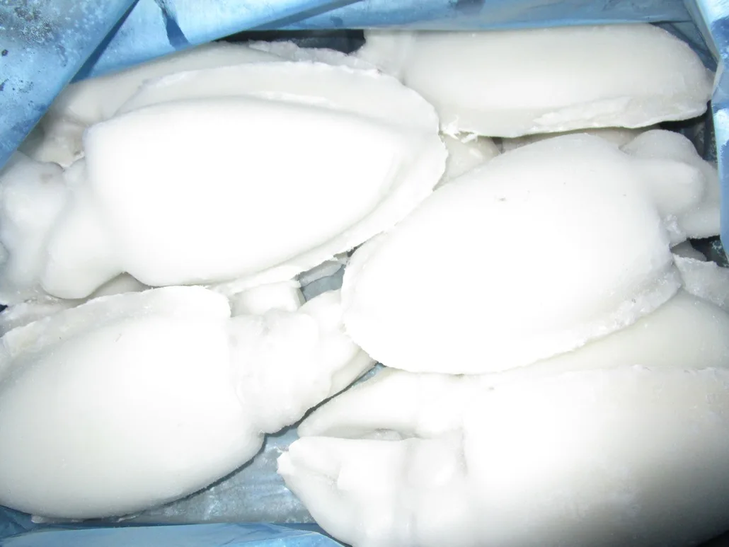Frozen Individual quick frozen Cuttlefish whole cleaned from India