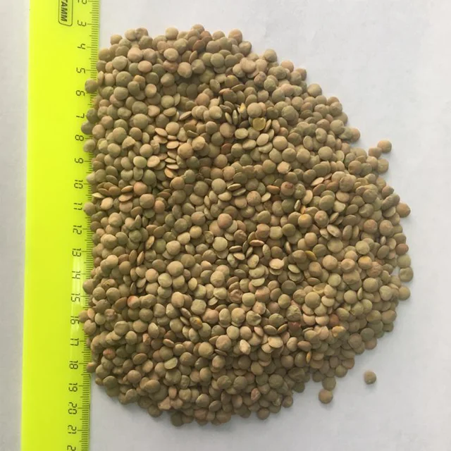 2019 Fresh  harvest best price high quality export green | red lentils