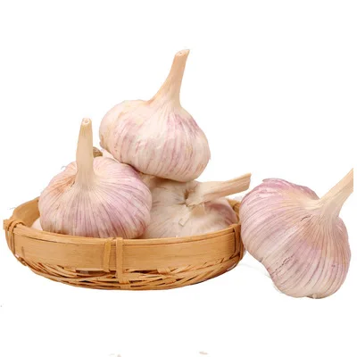 Best Wholesale Fresh Garlic Price -new crop, high quality for export