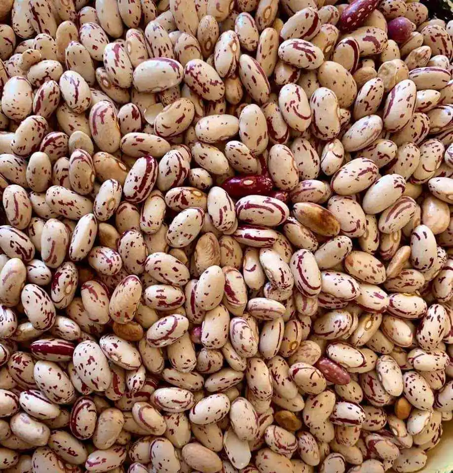 
Light Speckled Kidney Beans, Sugar Benas, Hot Sale quality Kidney Beans from South Africa 