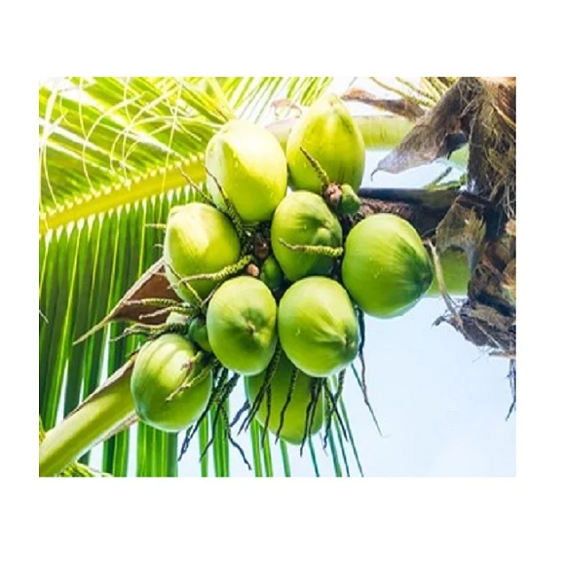 
Wholesale for Vietnamese Sweet Fresh Young Coconut - High Quality Coconut Oil from Vietnam - Coconut Water Export to EU, USA 