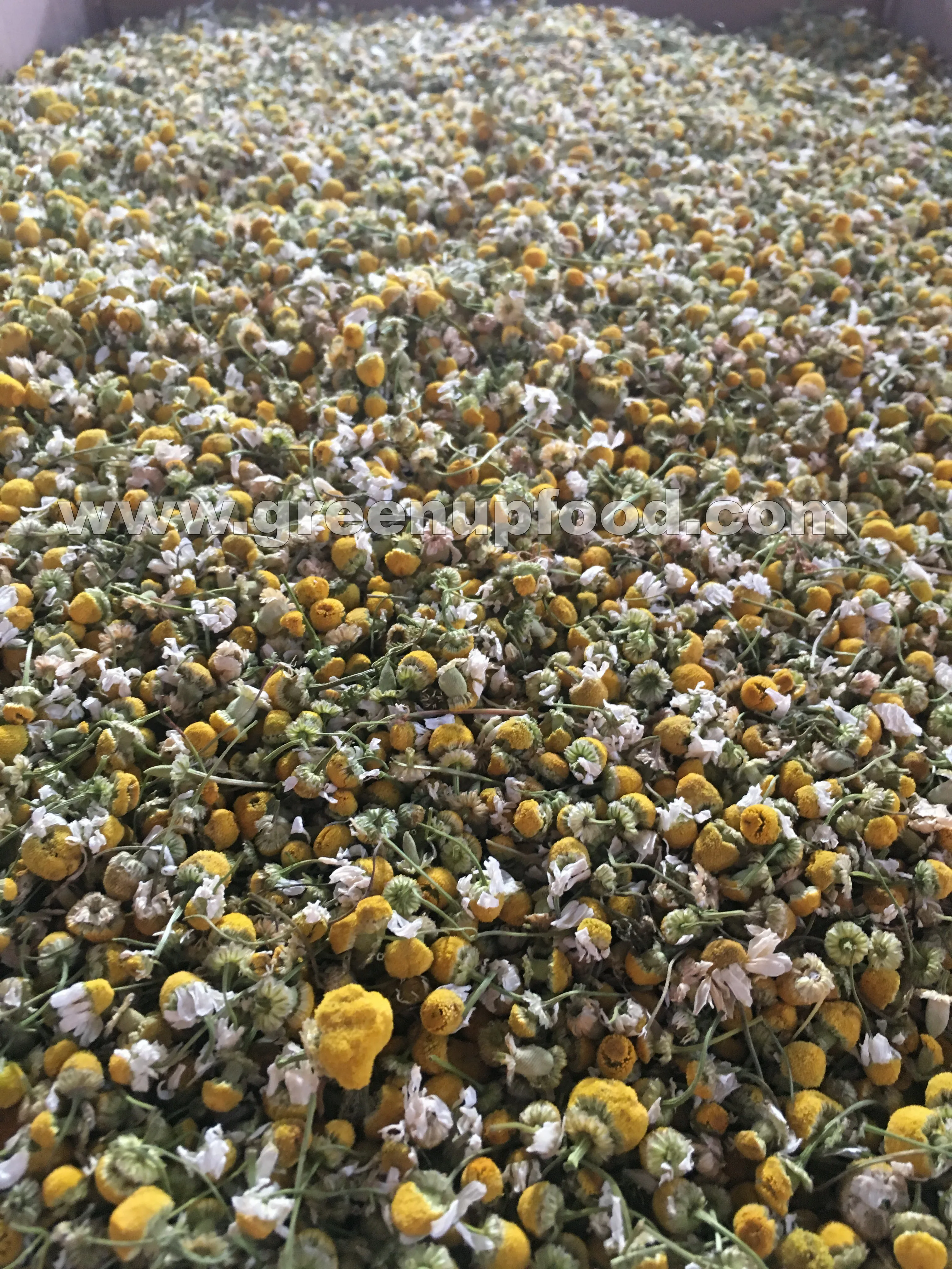 Ромашка, Цельные цветы, высокое качество, без стебля, без порошка, подходит для чая, и мы контролируем размер цветка, свежий урожай manzanilla