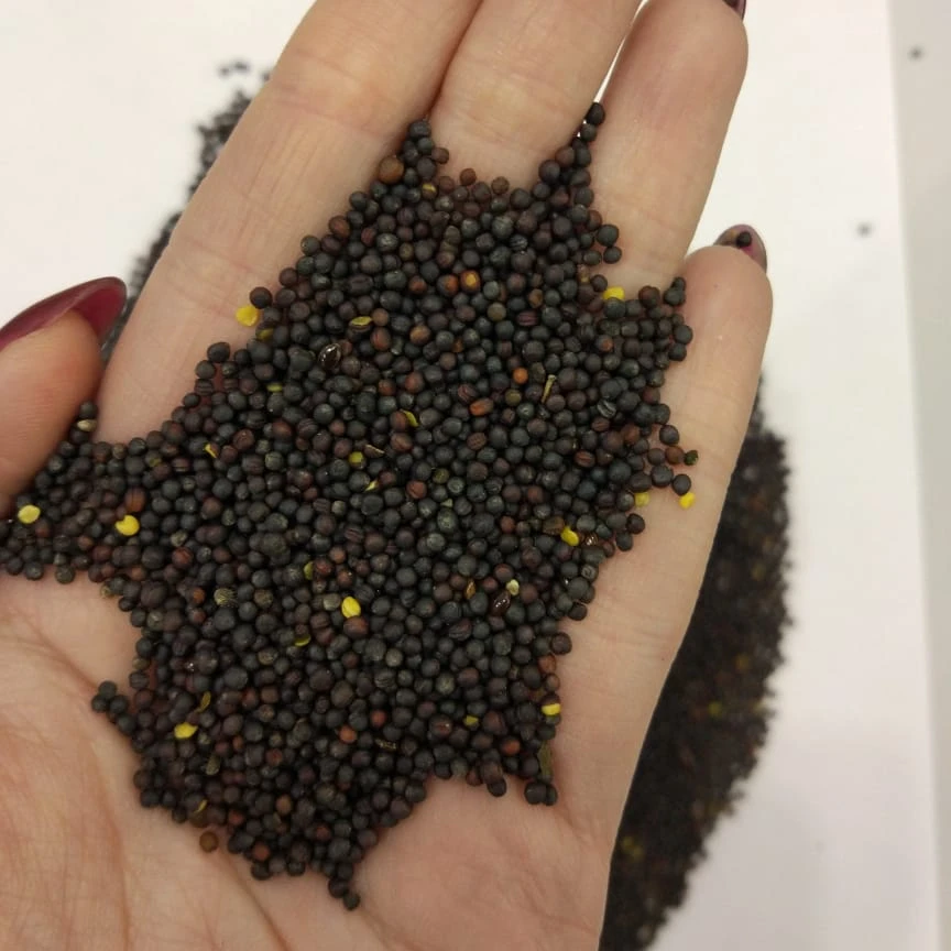 High Quality rapeseed seeds for sale