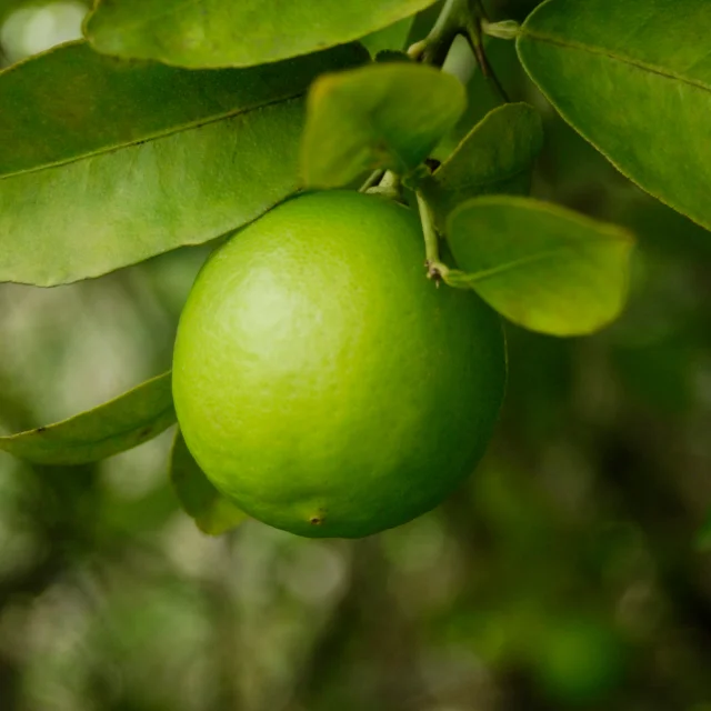 Seedless Lime Fresh Citrus Fruit High Quality Brand Manufacturer Wholesaler Cheap Price Low MOQ Best Selling From Vietnam