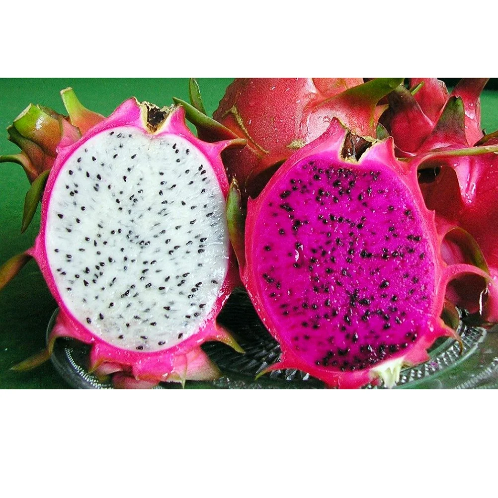 Fresh Dragon Fruit From Viet Nam With High Quality !!!