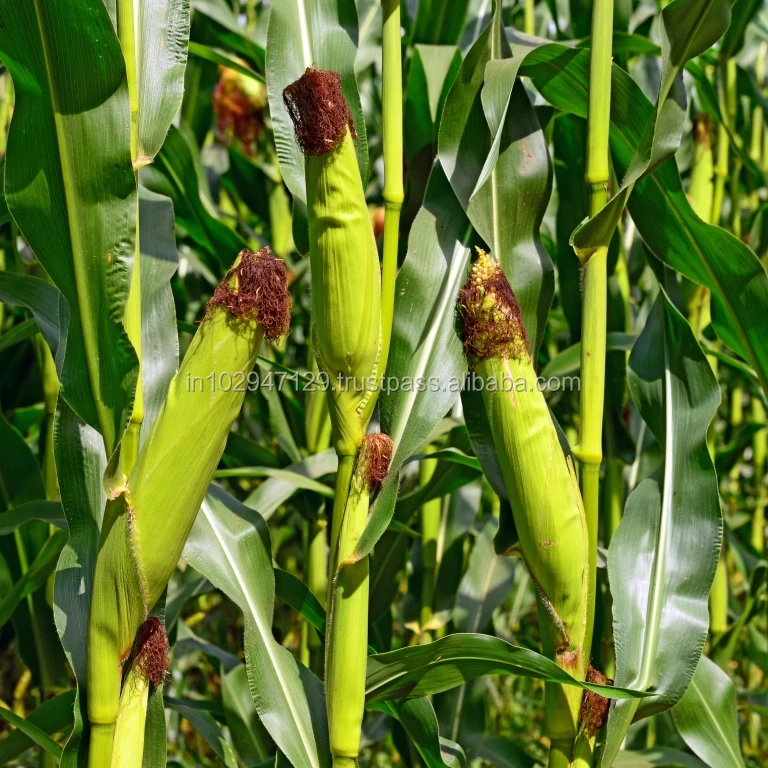 Agriculture Grade Fertilizer for Corn Industry in Peru