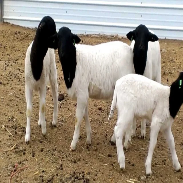 
BOER GOAT MERINO AND DORPER SHEEP LIVE GOAT AND SHEEP 