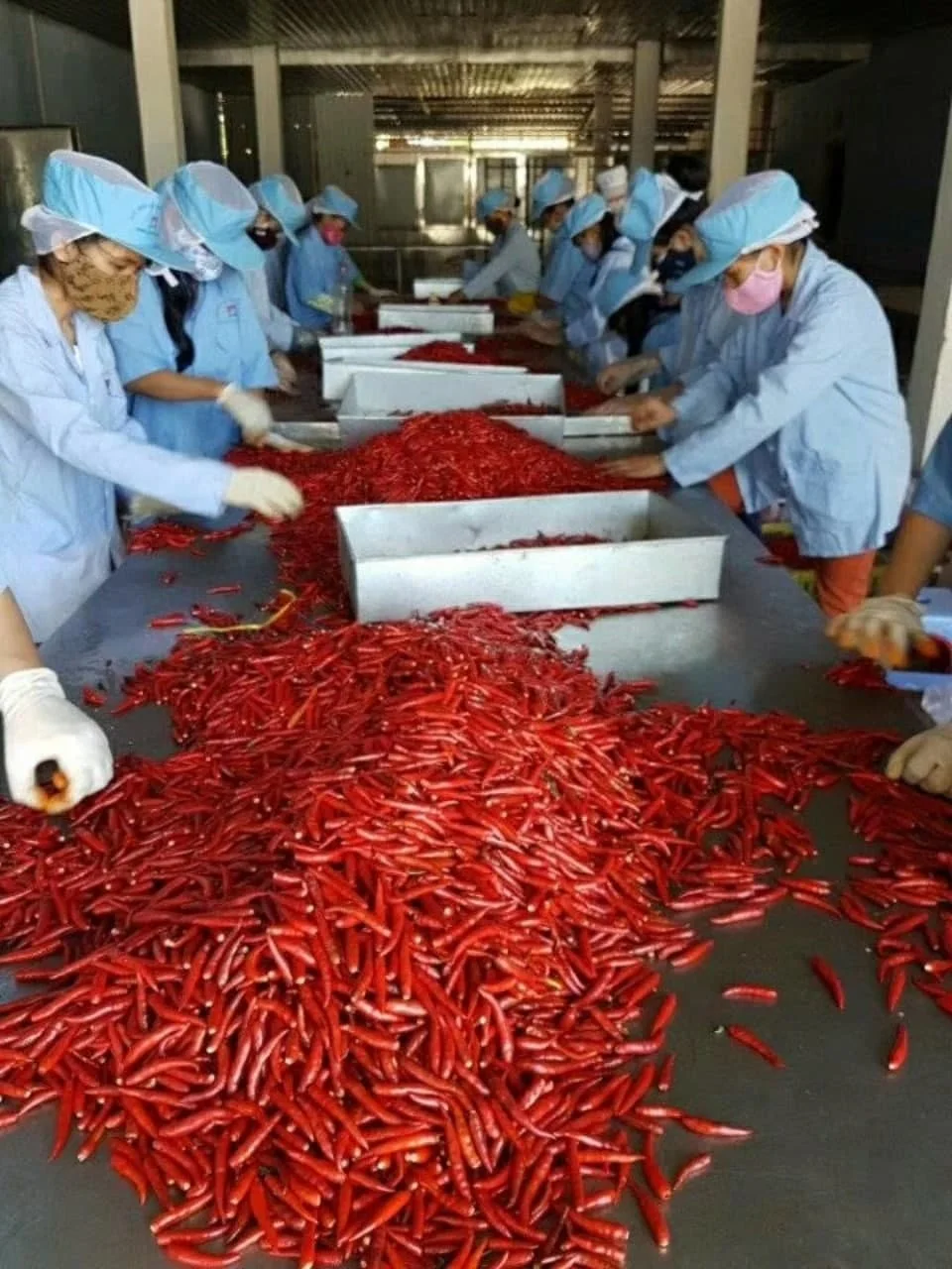 Powder Chilli Puree IQF Hot Pepper Red Chili KOSHER Style Color Herbs Weight Shelf Raw Origin Type Life Shape BRC Product ISO