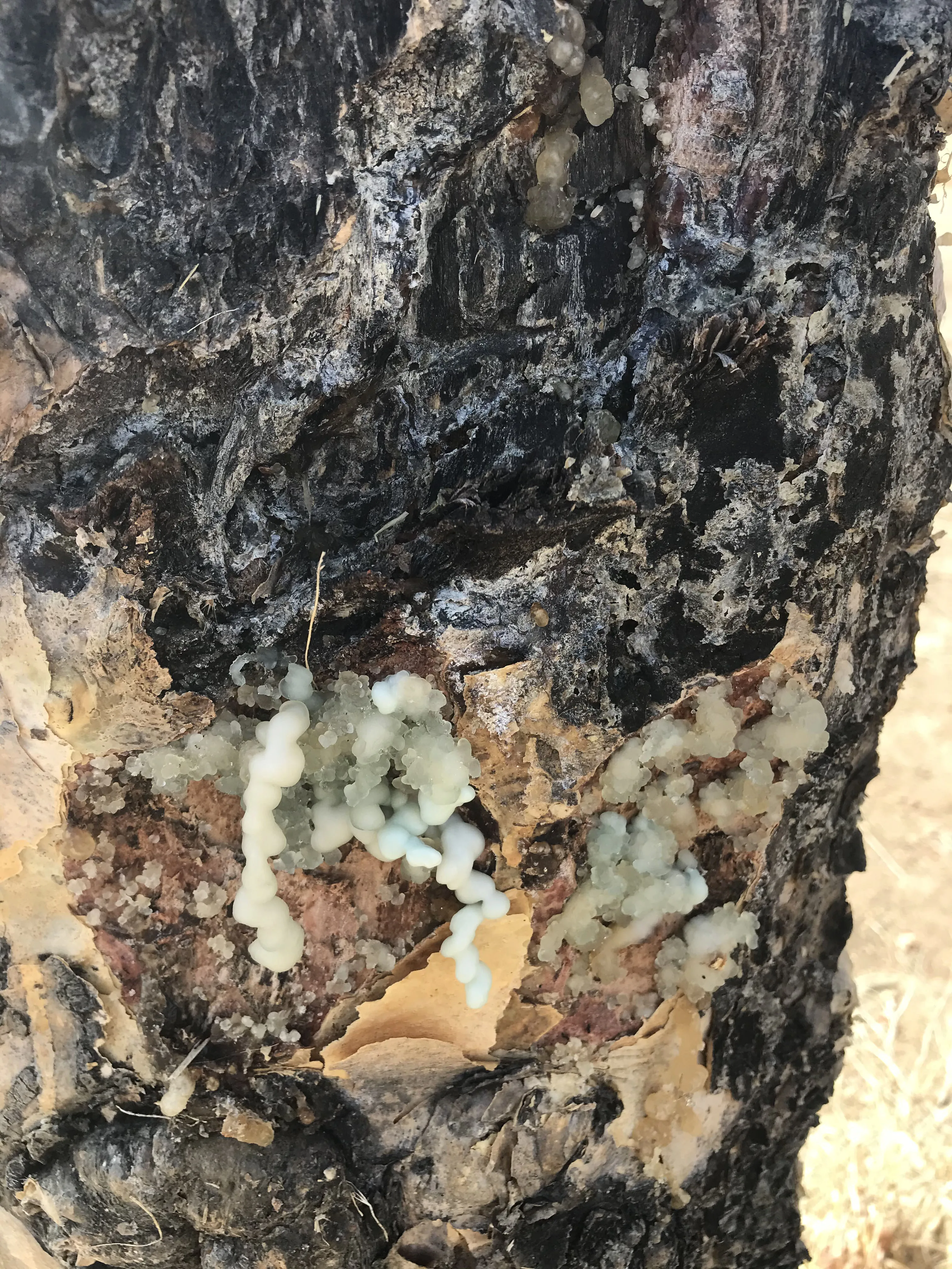 Натуральный чистый Судан Olibanum frankincense органический ладан 1