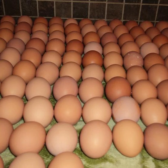 BUY FRESH CHICKEN EGGS, BEST RATES PRICES
