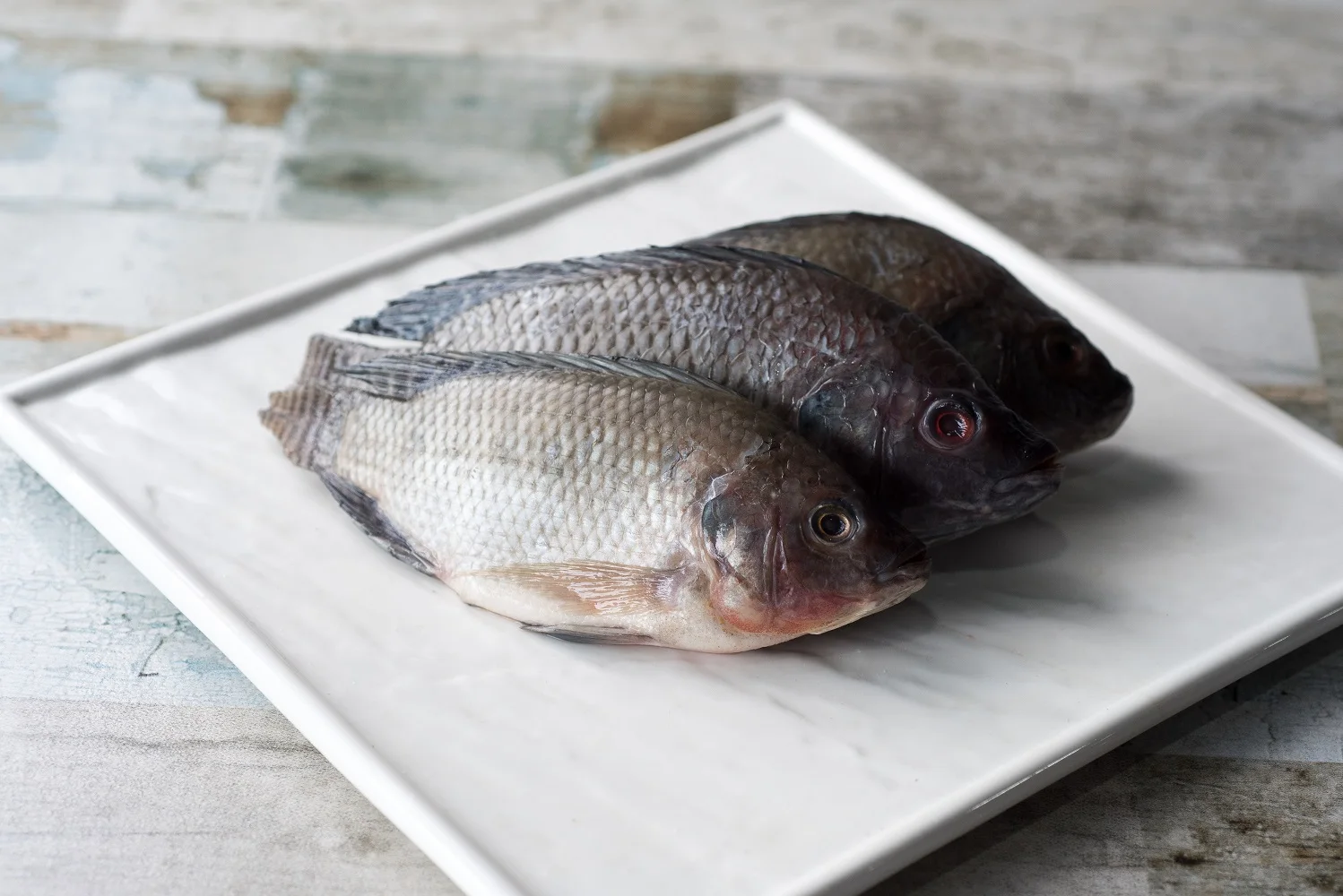 Black Tilapia WR.jpg