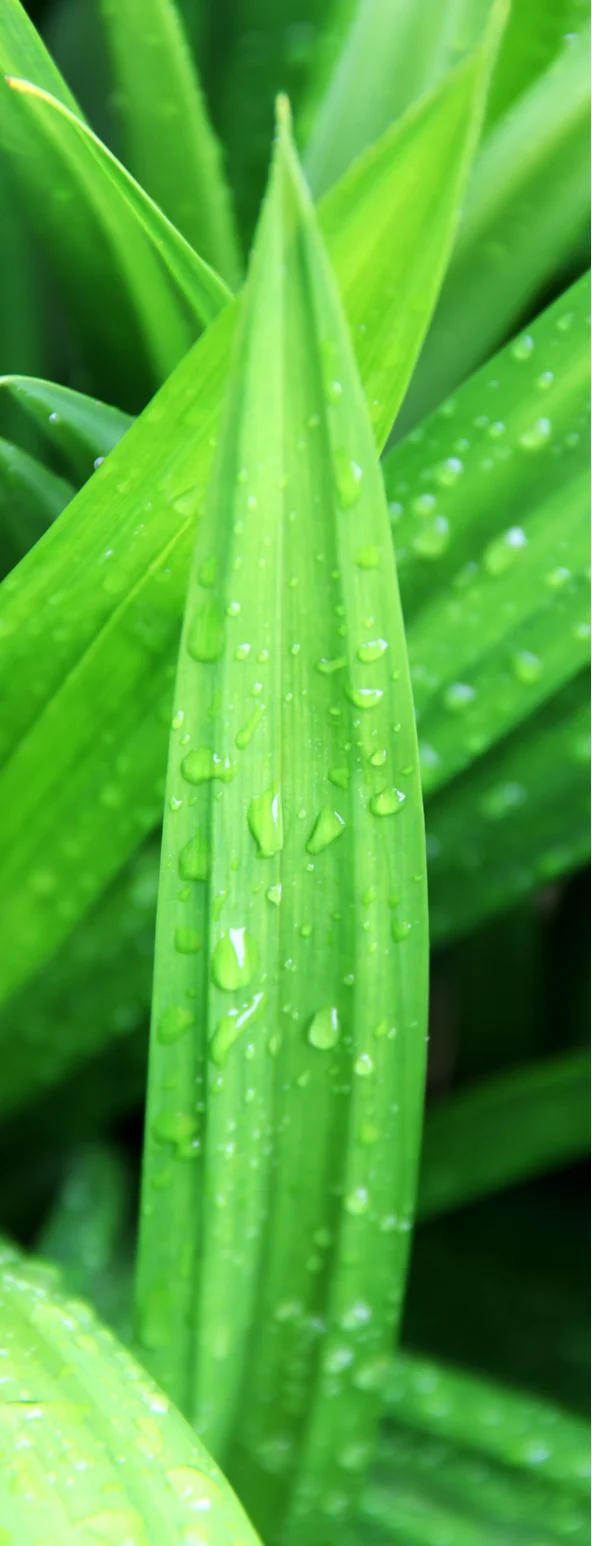 (Органический) Порошок Листьев пандана (1000 г) тайский травяной экстракт-Оптовая продажа-Индивидуальный размер упаковки и дизайна (продукт из Таиланда)