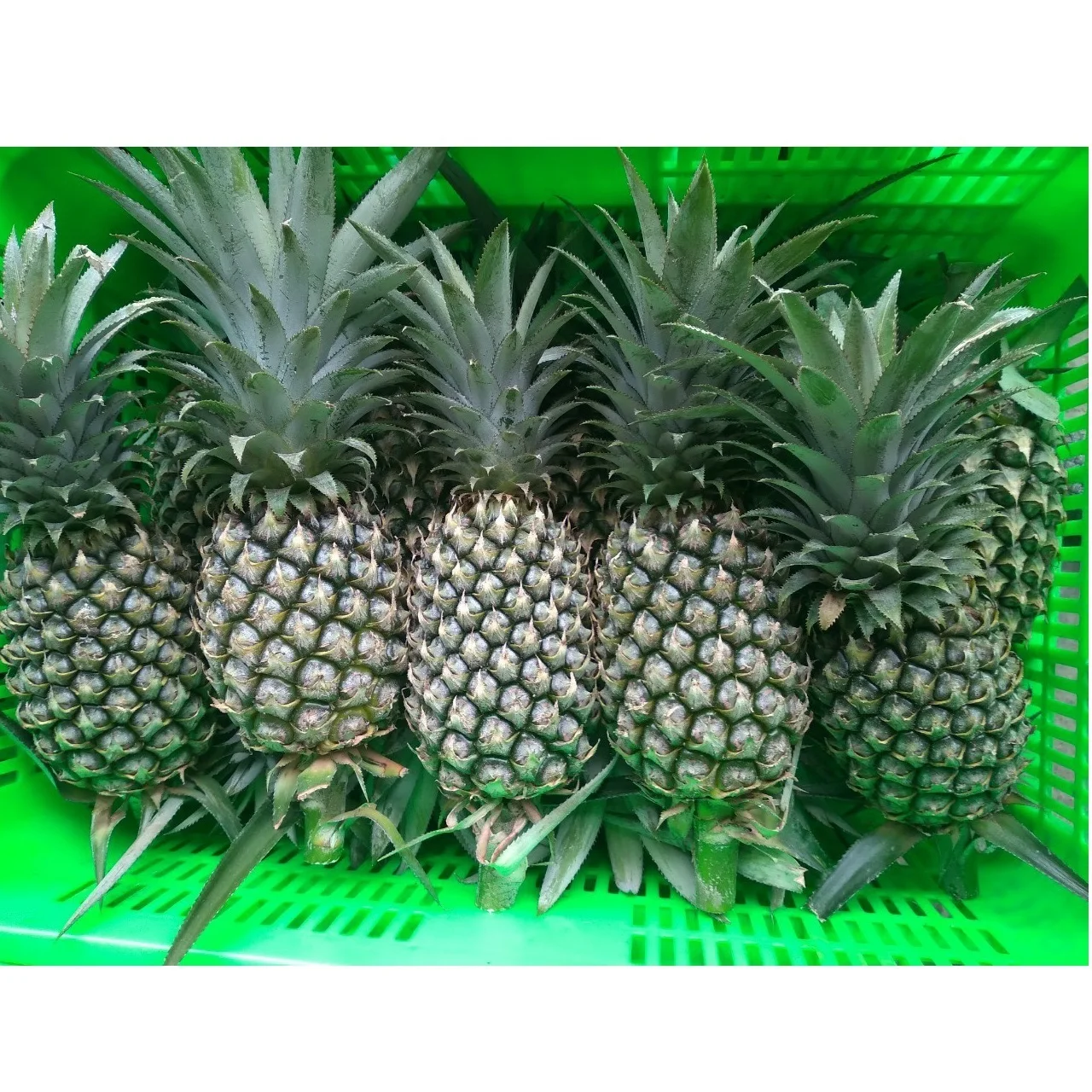 High Quality Wholesale Fresh Mild Sweet Ananas/Pineapples With 1-1.5 kg/pcs From West Of Vietnam
