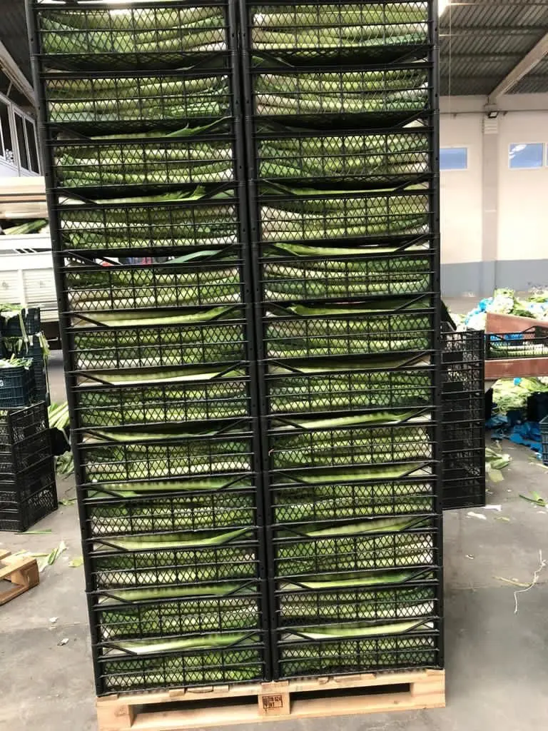 FRESH LEEKS FROM TURKEY WHOLESALE A GRADE READY TO EXPORT NEW CROP 2021