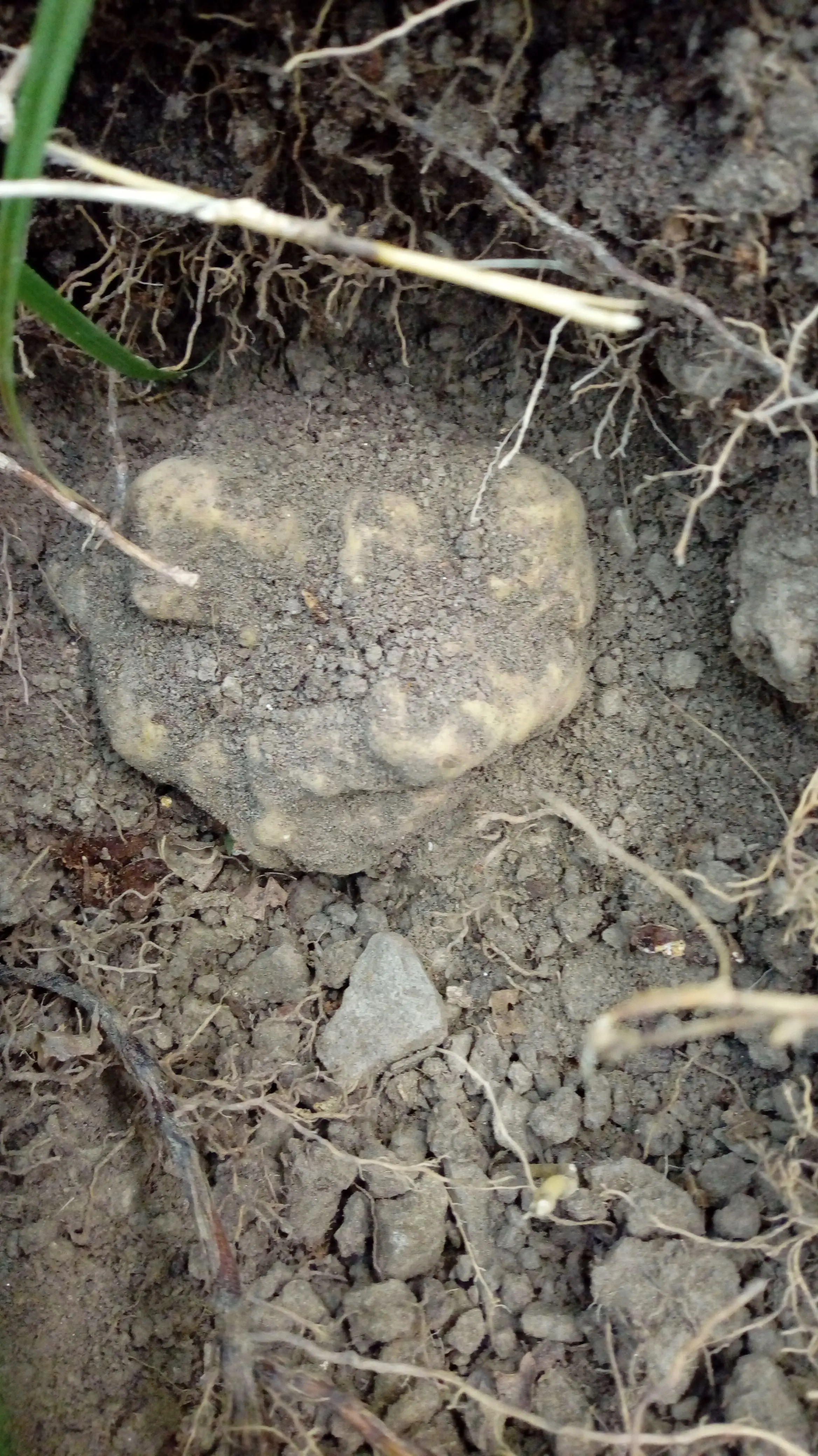 Fresh white Alba truffle