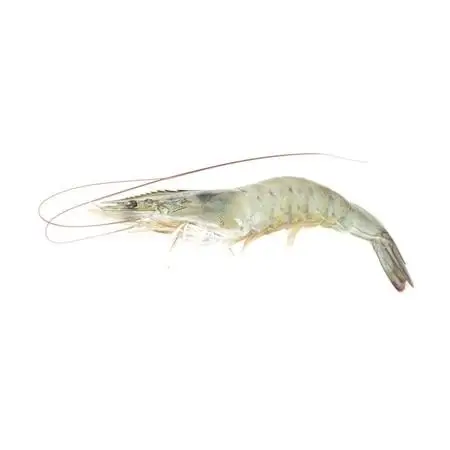 New Season Black Tiger Shrimp shrimp