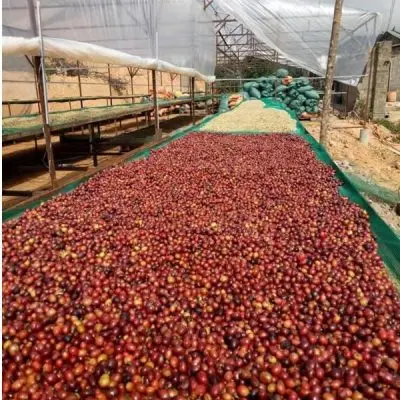 2021  Wholesales Good Quality Arabica Coffee Vietnam