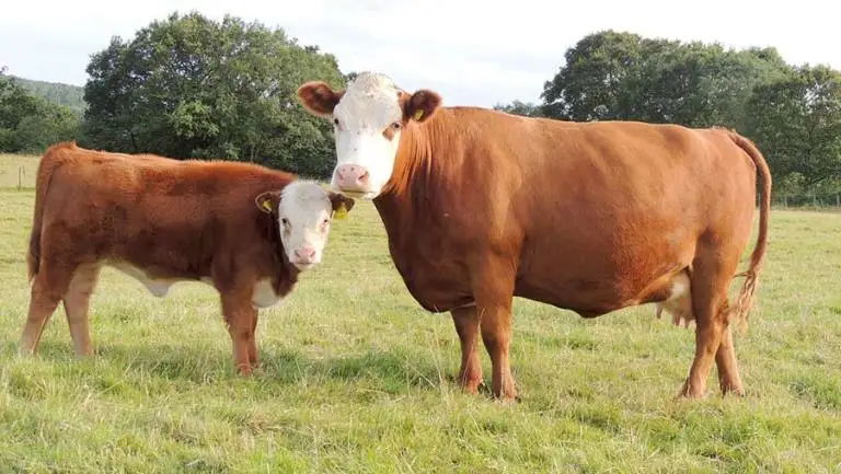 Крупные партии беременного крупного рогатого скота Hereford на