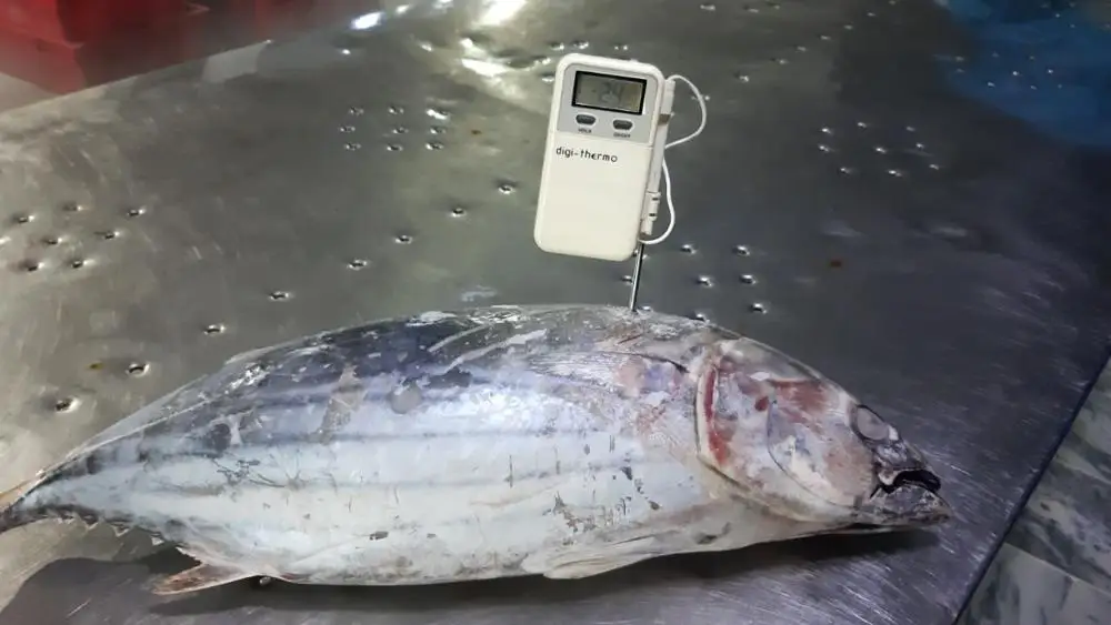 
Frozen Skipjack Tuna Whole Round IQF 