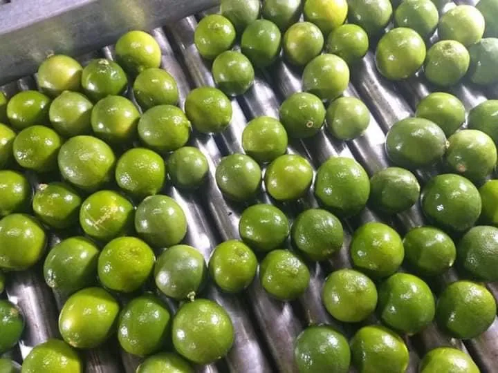 TW6 Best Option Juicy Sour Taste Fresh Seedless Lime Lemon Ready to Export from Vietnam