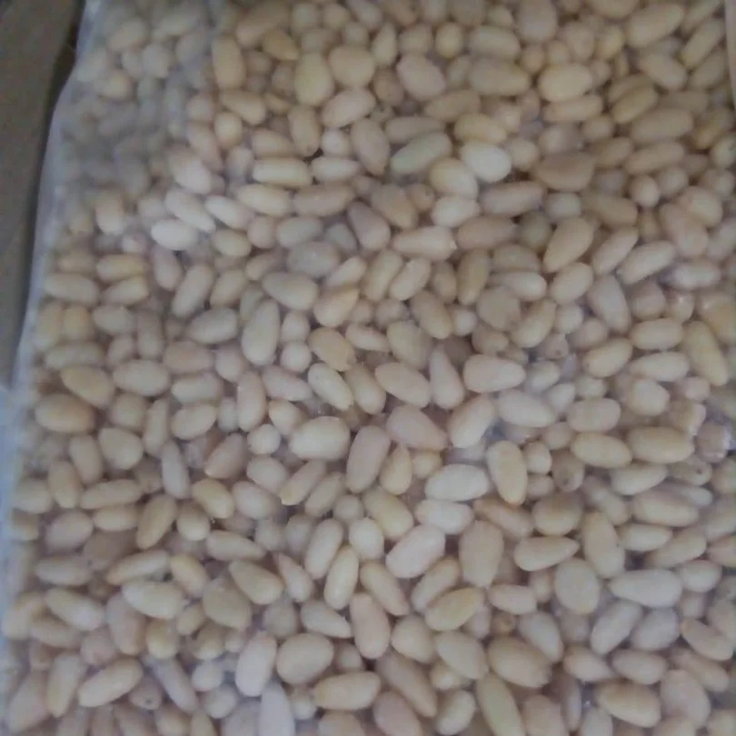 
High Quality Pine Nut for sale in bulk price 