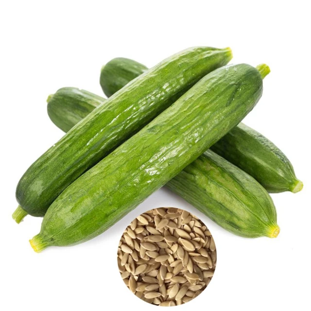 High Quality Natural Fresh Green Cucumber Vegetables Hybrid F1 Cucumber For Sale