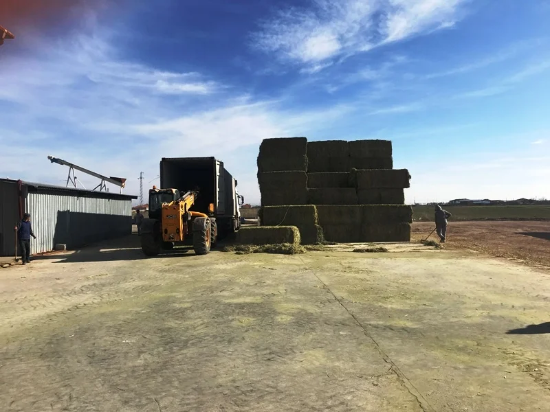 
Premium Quality Turkish Alfalfa Hay Bale, High Quality Green Color Turkish Lucerne Hay, Turkish Clover Hay 