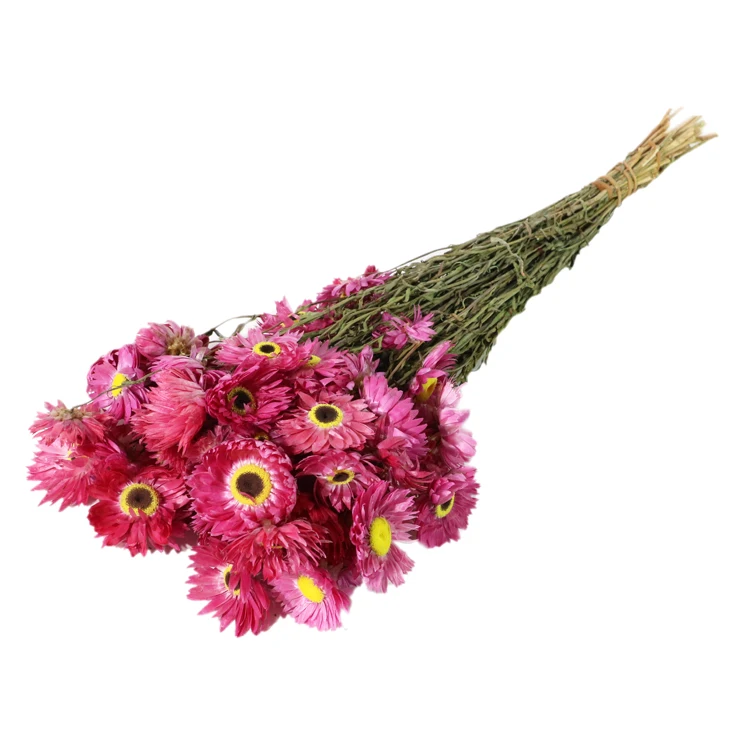 
Fresh cut Chrysanthemums flower 