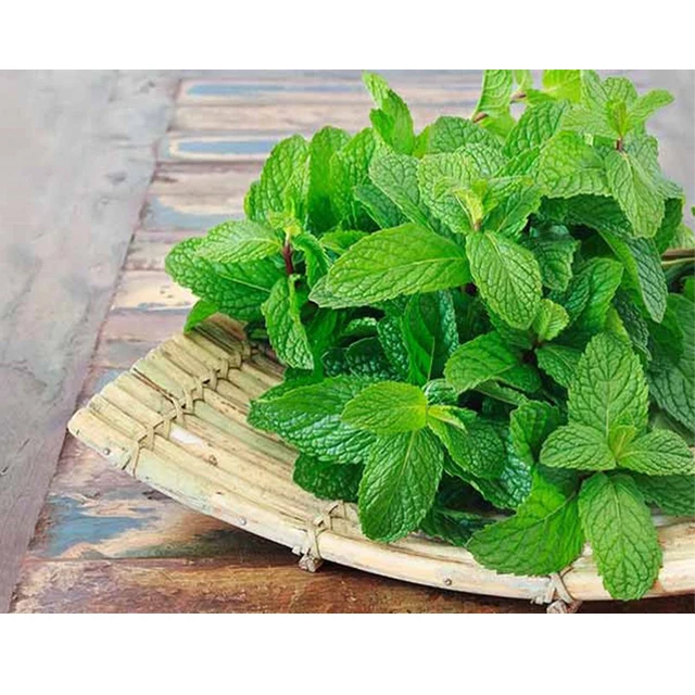Mint leaves for Export / Fast delivery and Quick response / Wholesale from Vietnam