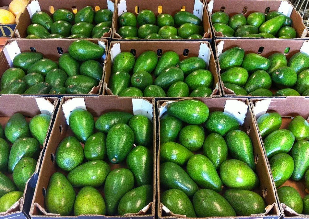 
New Crop Fresh Vietnam Avocado Good Price For Wholesale 