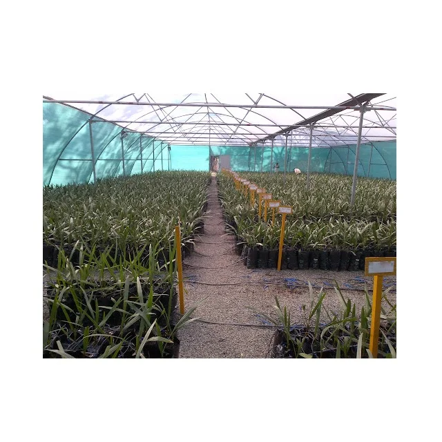 Low Maintanence Tissue Culture Date Seedlings