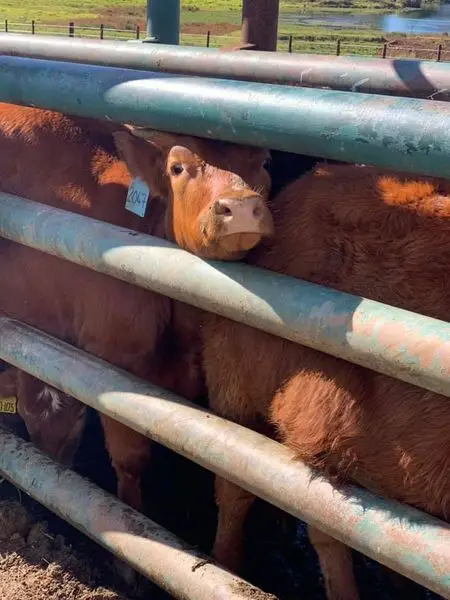 
Live Beef Master cattle For Sale 