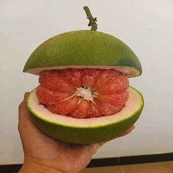 Vietnam Pomelo grapefruit best quality 2021 Contact +84932436968