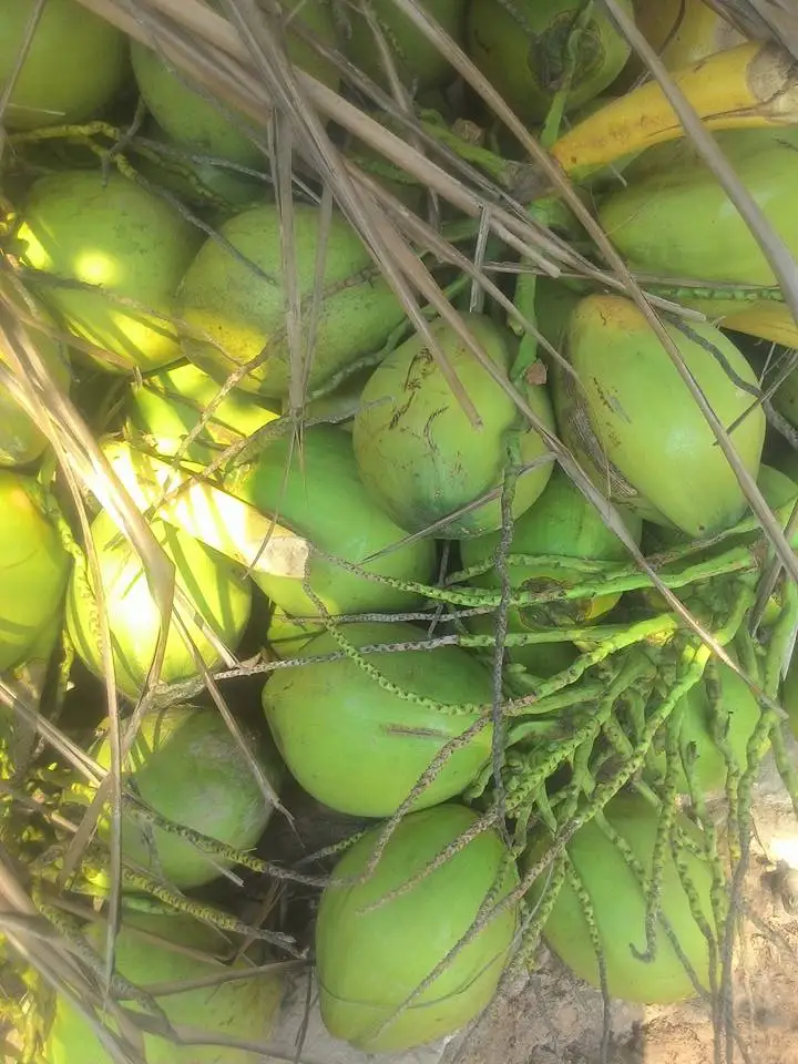 Зеленый кокосовый/Кокосовая Вода/кокосовый сок из Вьетнама