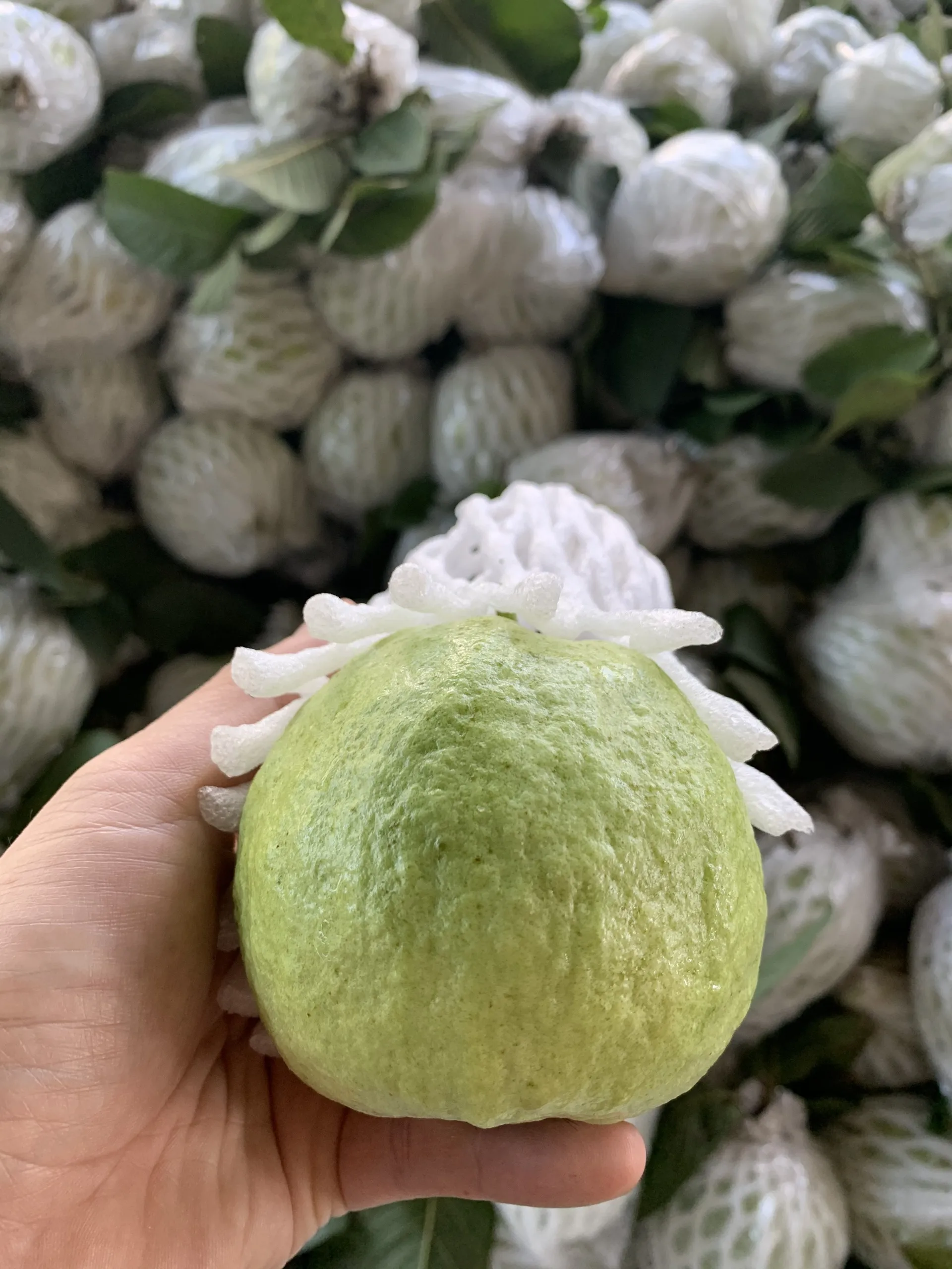 
Fresh Guava Fruit From Vietnam 