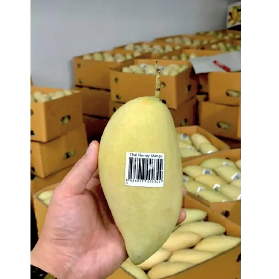 
Premium Seller Natural Fruit EWC Brand Thailand Fresh Mango Namdokmai Size 15cm 