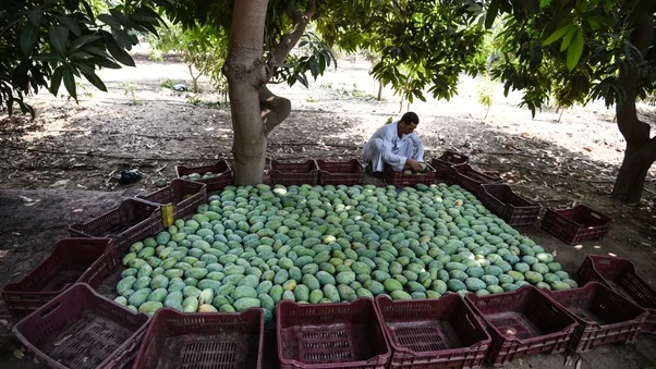 100% Flavor mango from Egypt--Low Price