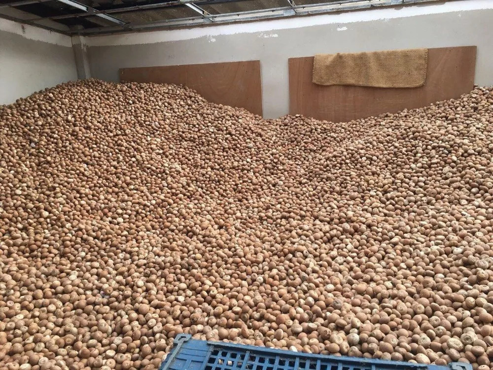 Вьетнам Betel Nut/высококачественные Сушеные Орехи Areca для оптовых продаж