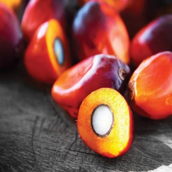 Palm Nuts of premium quality