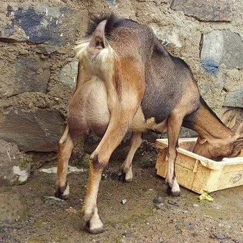 
Alpine Goats and Alpine goats meat 