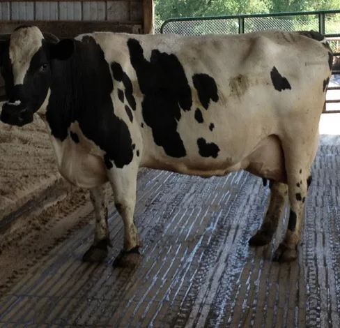 Новые рынки коров Friesian