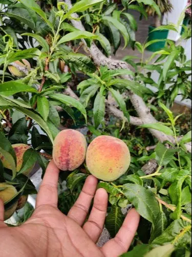 100% Fresh Peach Sweet Peaches