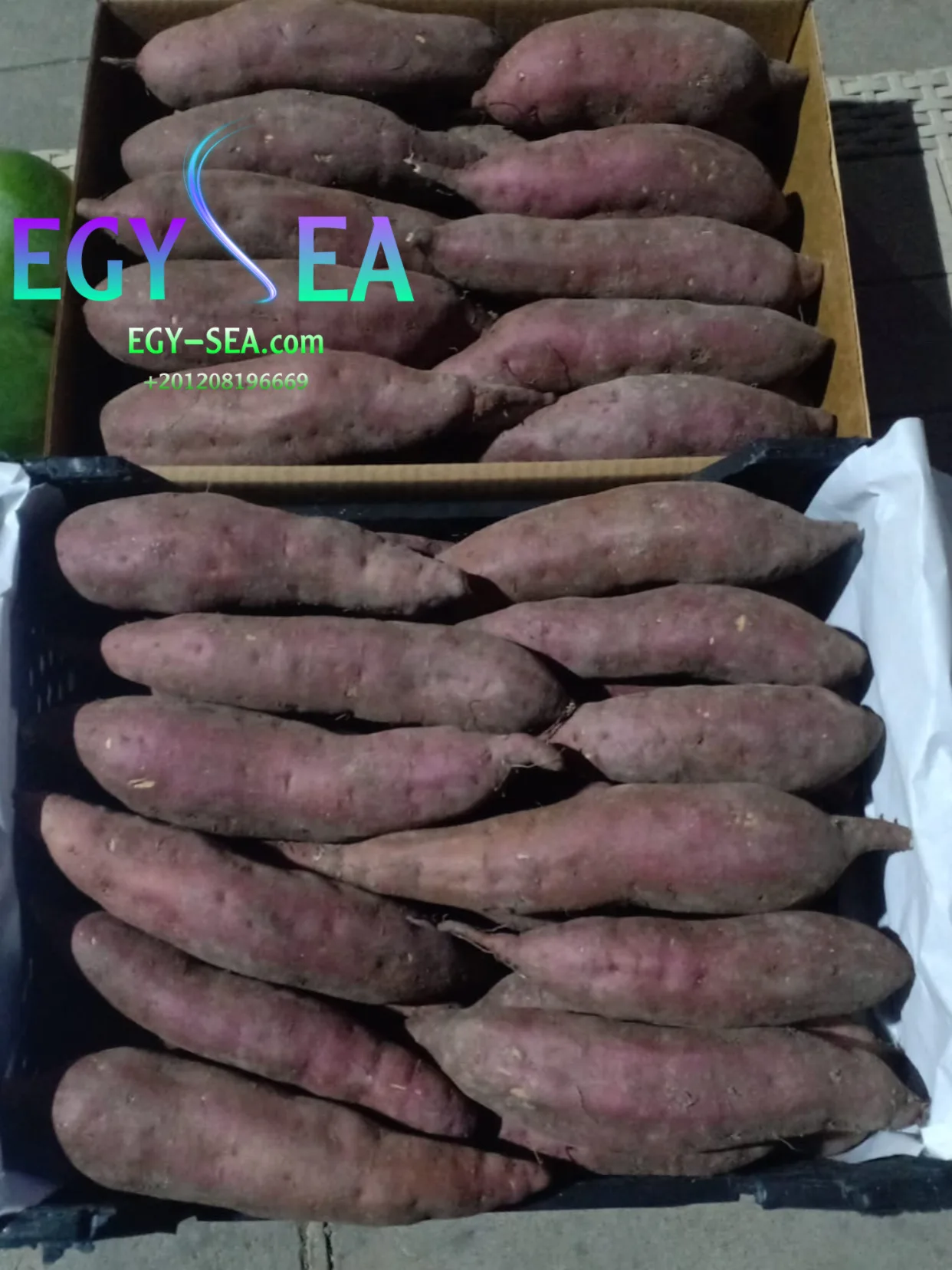 Fresh high quality Egyptian Sweet Potatoes ready to export