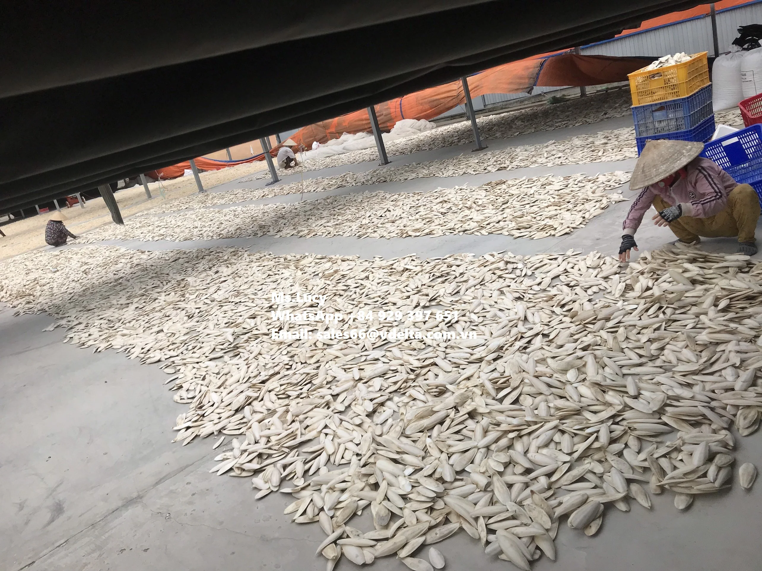 Sepia Powder/ Premium Cuttlefish Bone Powder/ Natural Sepia Bone Powder Ms.Lucy +84 929 397 651